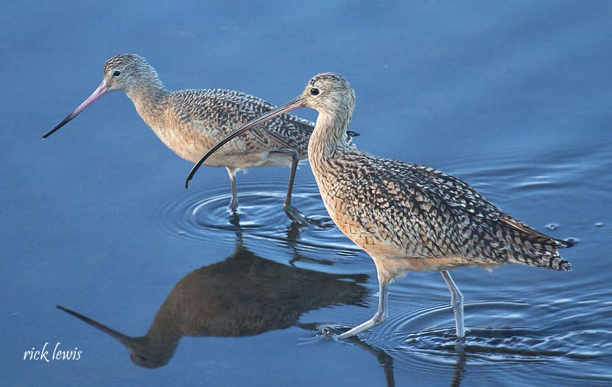 Alameda Post - Two Alameda shorebirds in the water.