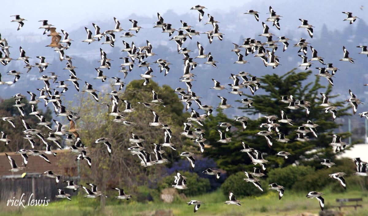 Alameda Post - a large number of sandpipers fly