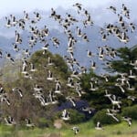 Alameda Post - a large number of sandpipers fly