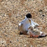 Alameda Post - an adult California least tern with two spotted chicks in the sand