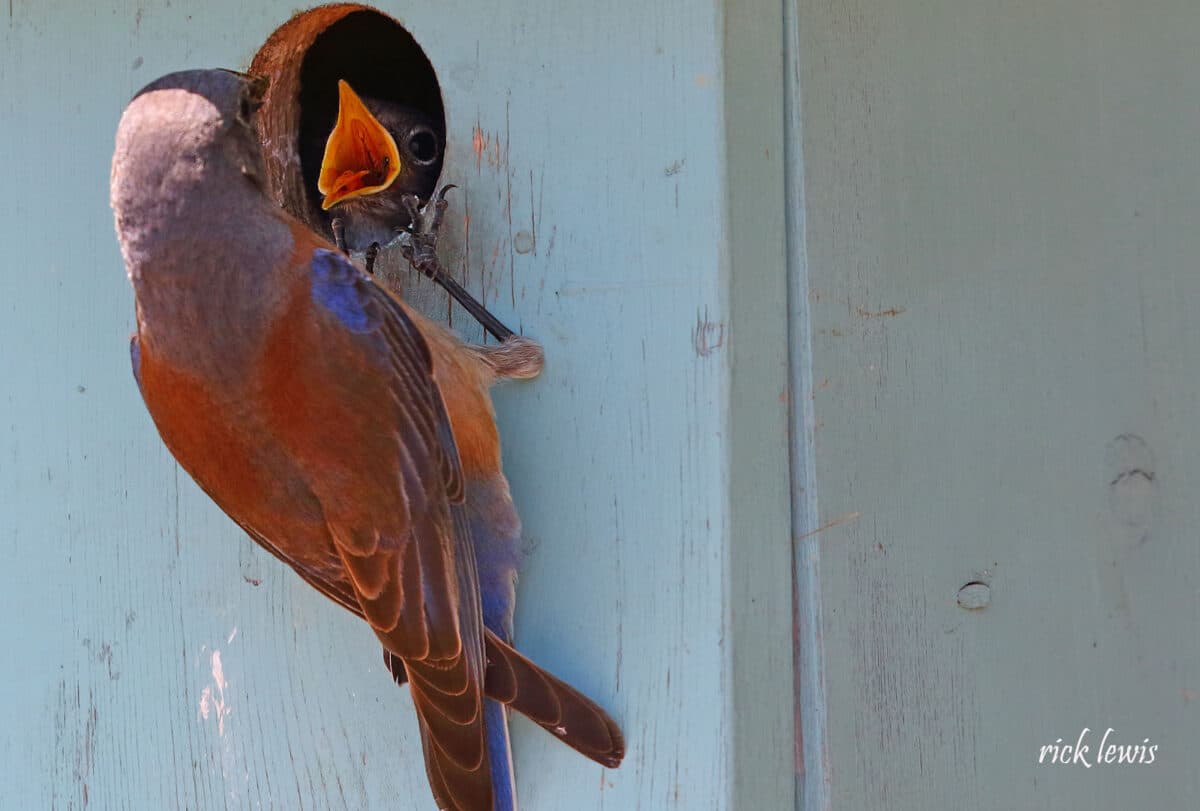 Alameda Post - an adult bird perches outside the entrance to a bird box while a young bird opens its mouth at the entrance from the inside
