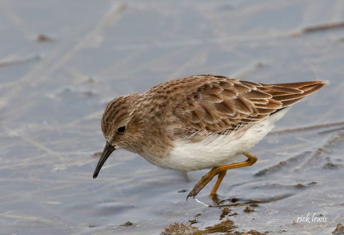 Alameda Post - a small light brown sandpiper in the water
