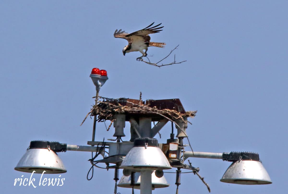 Alameda Post - An osprey carrying a stick lands on a nest on top of a large light pole.
