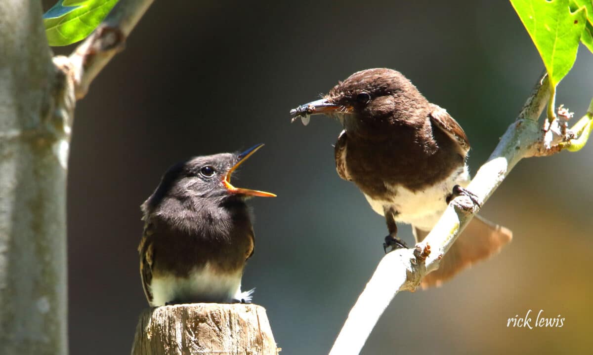 Alameda Post - an adult black phoebe feeds a fledgling 
