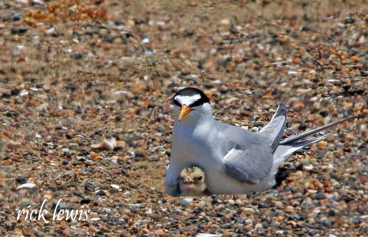 Alameda Post - an adult california least tern sits on the rocky ground, and a small head of a juvenile pops out from underneath it 