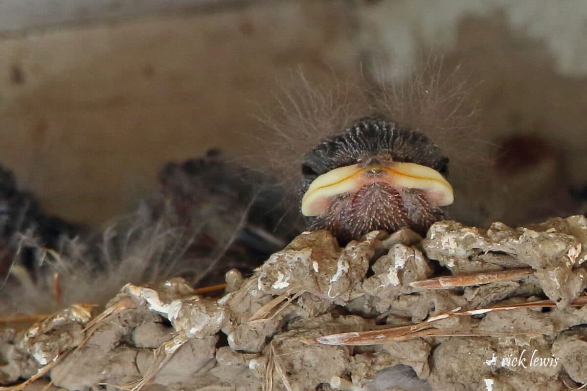 Alameda Post - a very young bird in a nest with a giant yellow beak