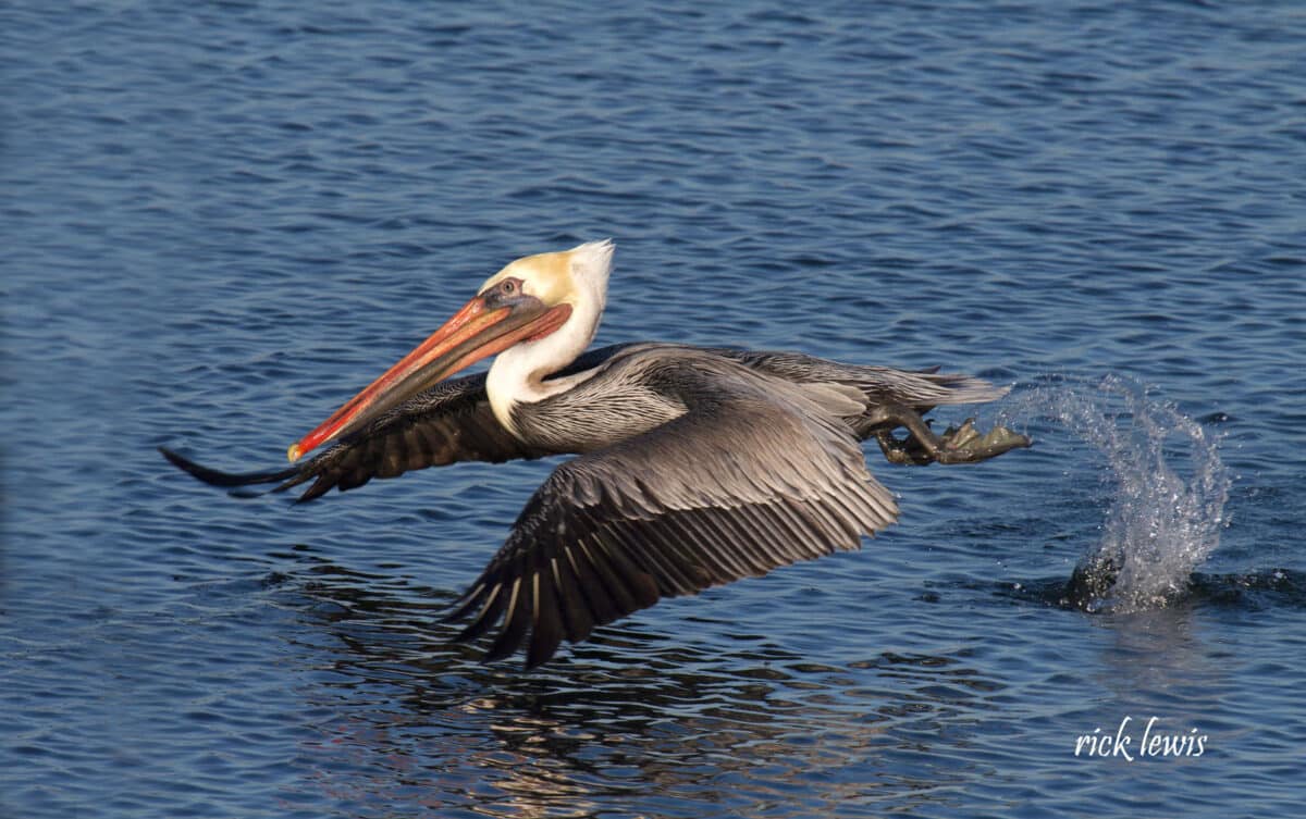 Alameda Post - a brown pelican skims gracefully over the water