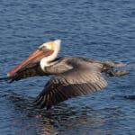 Alameda Post - a brown pelican skims gracefully over the water