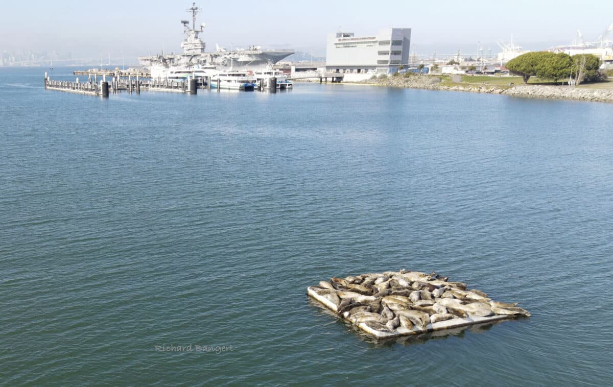 Alameda Post - A floating platform packed with harbor seals. In the background are docked ferries and the USS Hornet. 