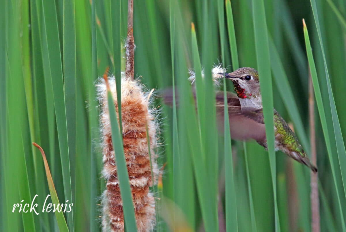 Alameda Post - concealed behind tall skinny leaves, a hummingbird with a ruby red throat grabs a tuft of fluff from a cattail plant