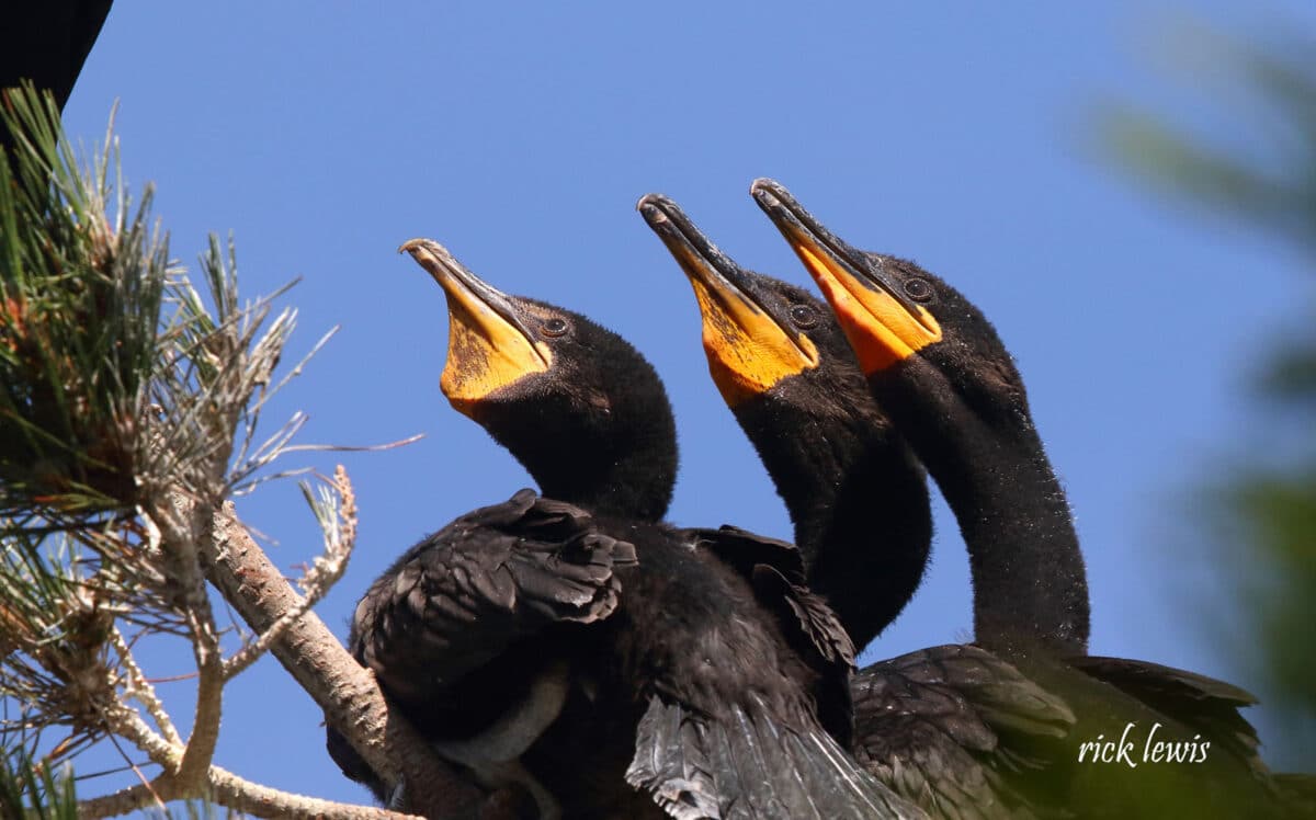 Alameda Post - three young double-crested cormorants 