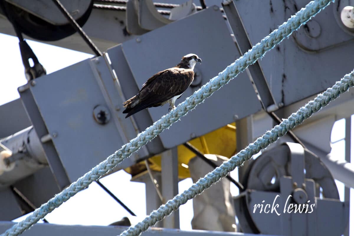 Alameda Post - An osprey sits on a rope of the USS Hornet.