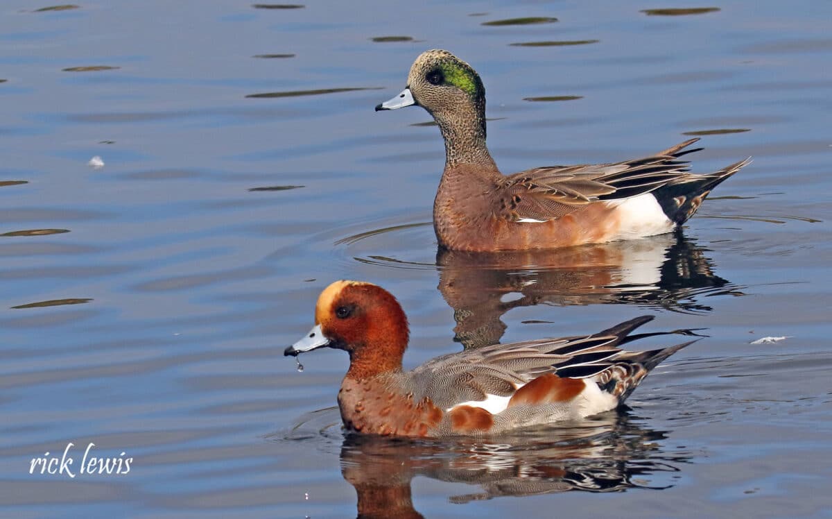 Alameda Post - Two types of male ducks. One has a red rusty head, and the other has a distinctive green patch behind the eye.