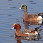 Alameda Post - Two types of male ducks. One has a red rusty head, and the other has a distinctive green patch behind the eye.