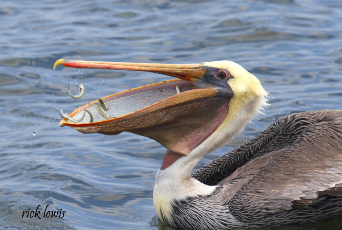 Alameda Post - a large bird on the water with its beak open. Small fish can be seen flopping around trying to escape