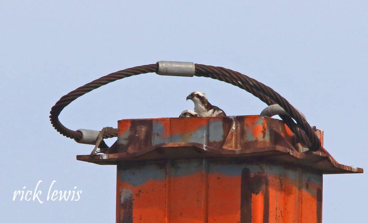 Alameda Post - Two birds peek out from a large metal structure. 