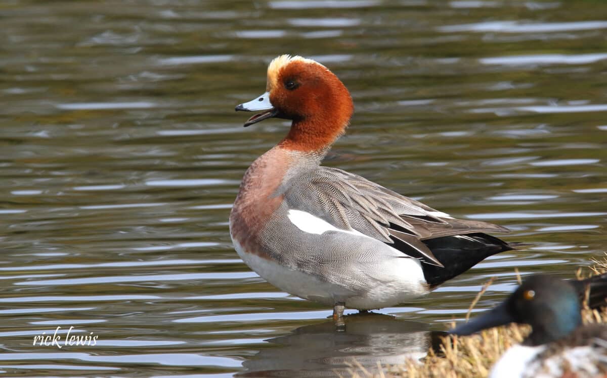 Alameda Post - A duck with a red rust colored head. 