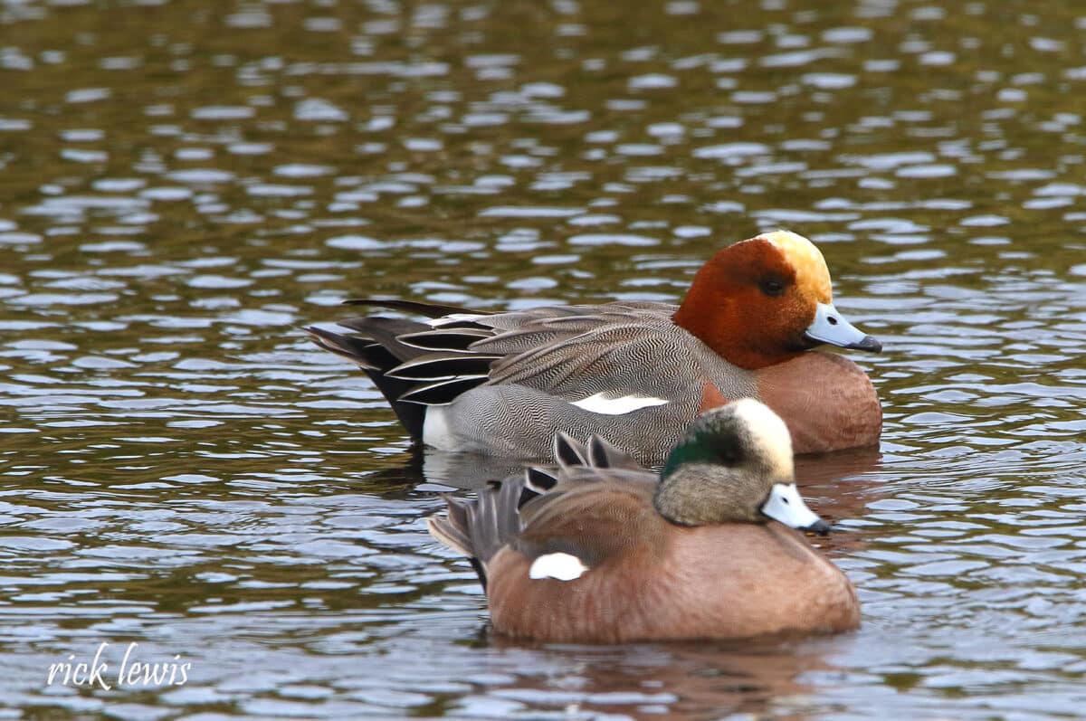 Alameda Post - A Eurasian and American wigeon float on the water. 