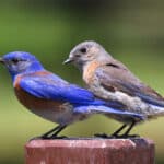 Alameda Post - a pair of Western bluebirds on a fencepost