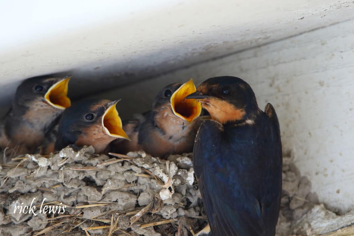 Alameda Post - a barn swallow nest of three chicks opening their mouths at an adult