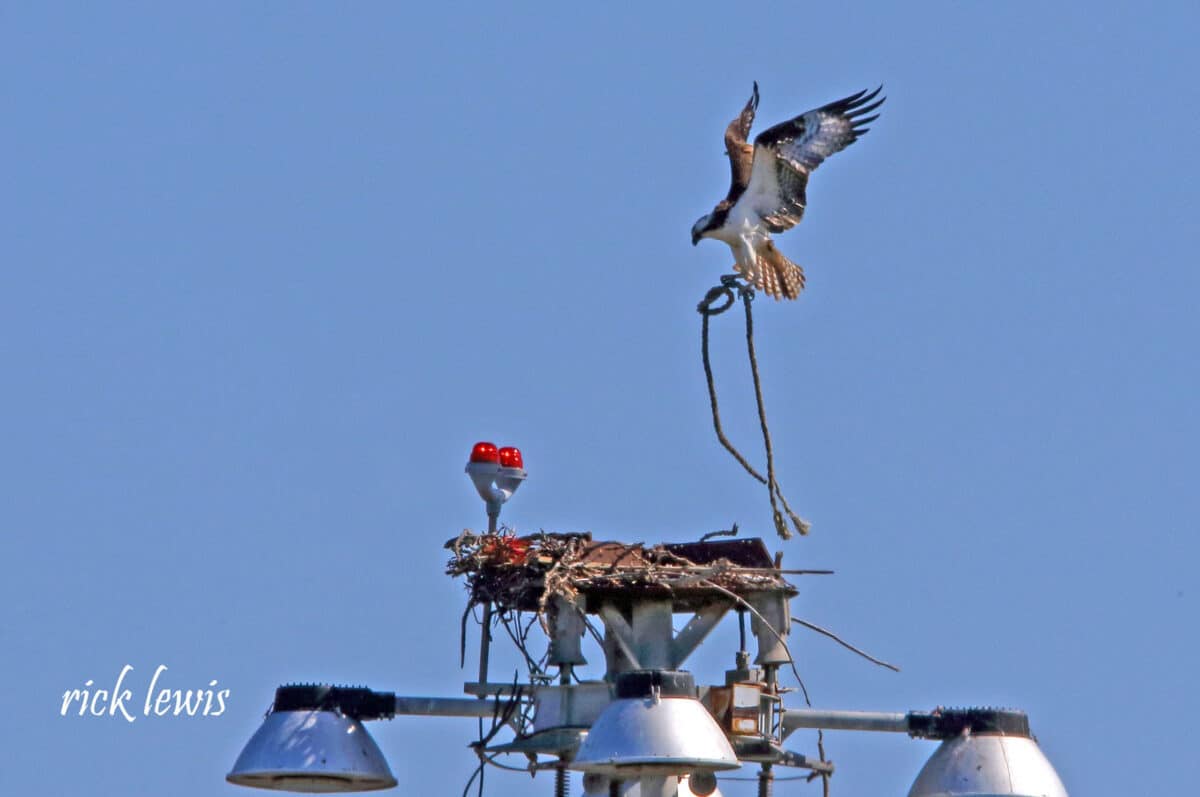 Alameda Post - An osprey carrying a rope lands on a nest on top of a large light pole.