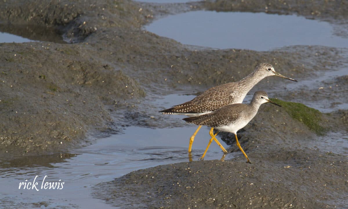 Alameda Post - two similar-looking sandpipers, but one is larger.