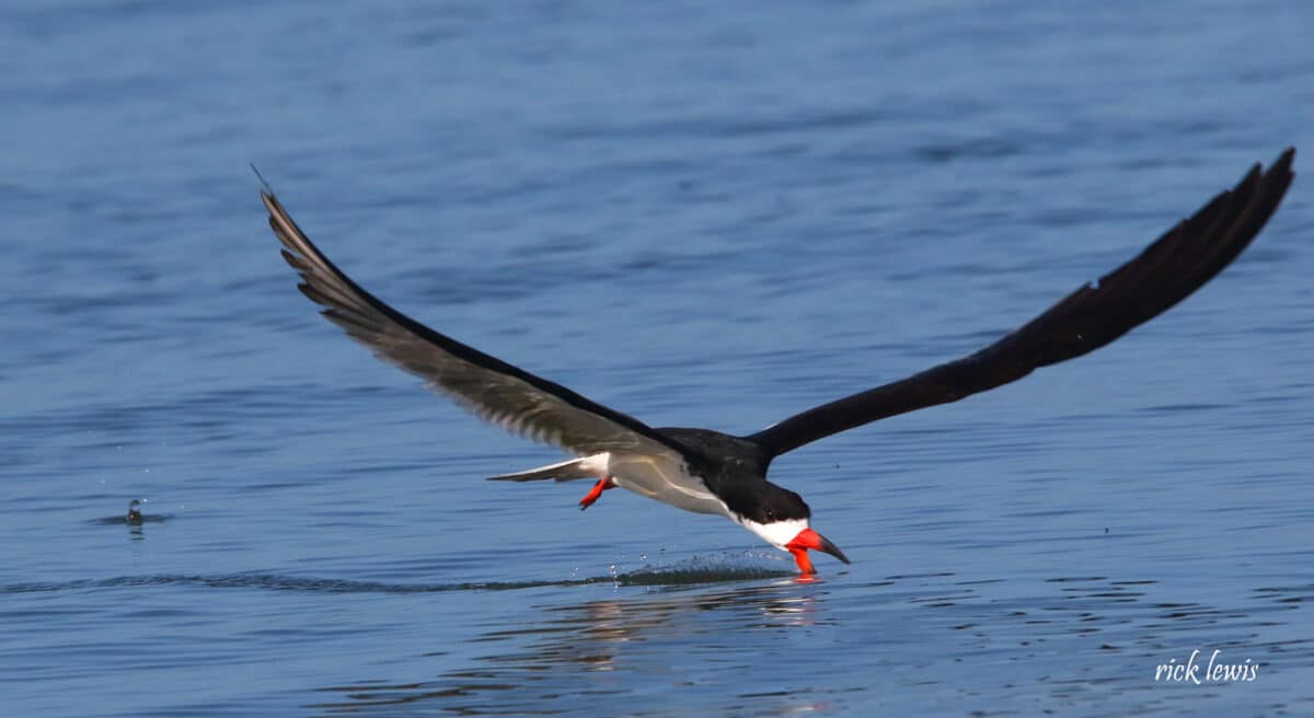 Alameda Post - a bird with large black wings and a white underside skims the top of the water with its beak open into the water