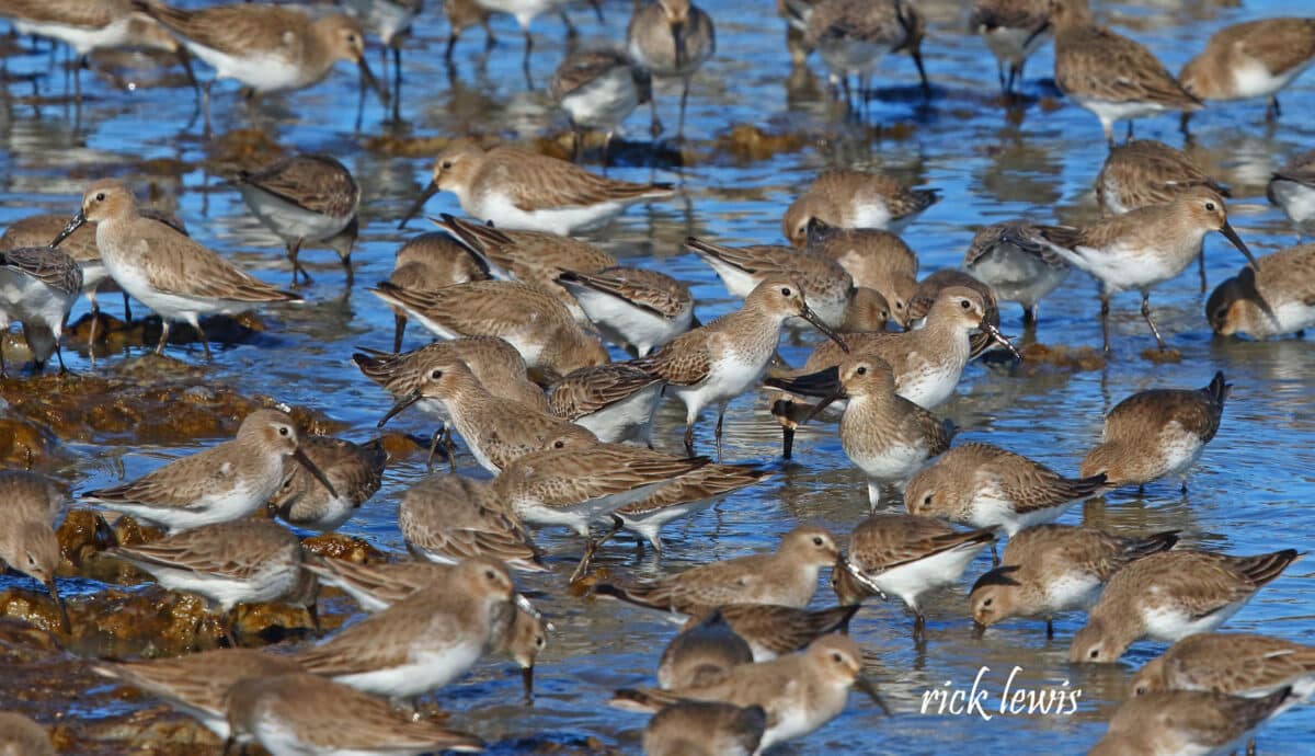 Alameda Post - dozens of the same type of light brown birds wade in the shallow bay 