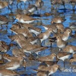 Alameda Post - dozens of the same type of light brown birds wade in the shallow bay