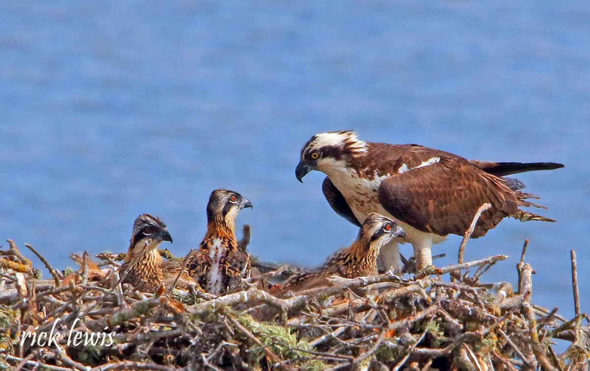 Alameda Post - An adult osprey sits on a large nest with three young osprey inside.