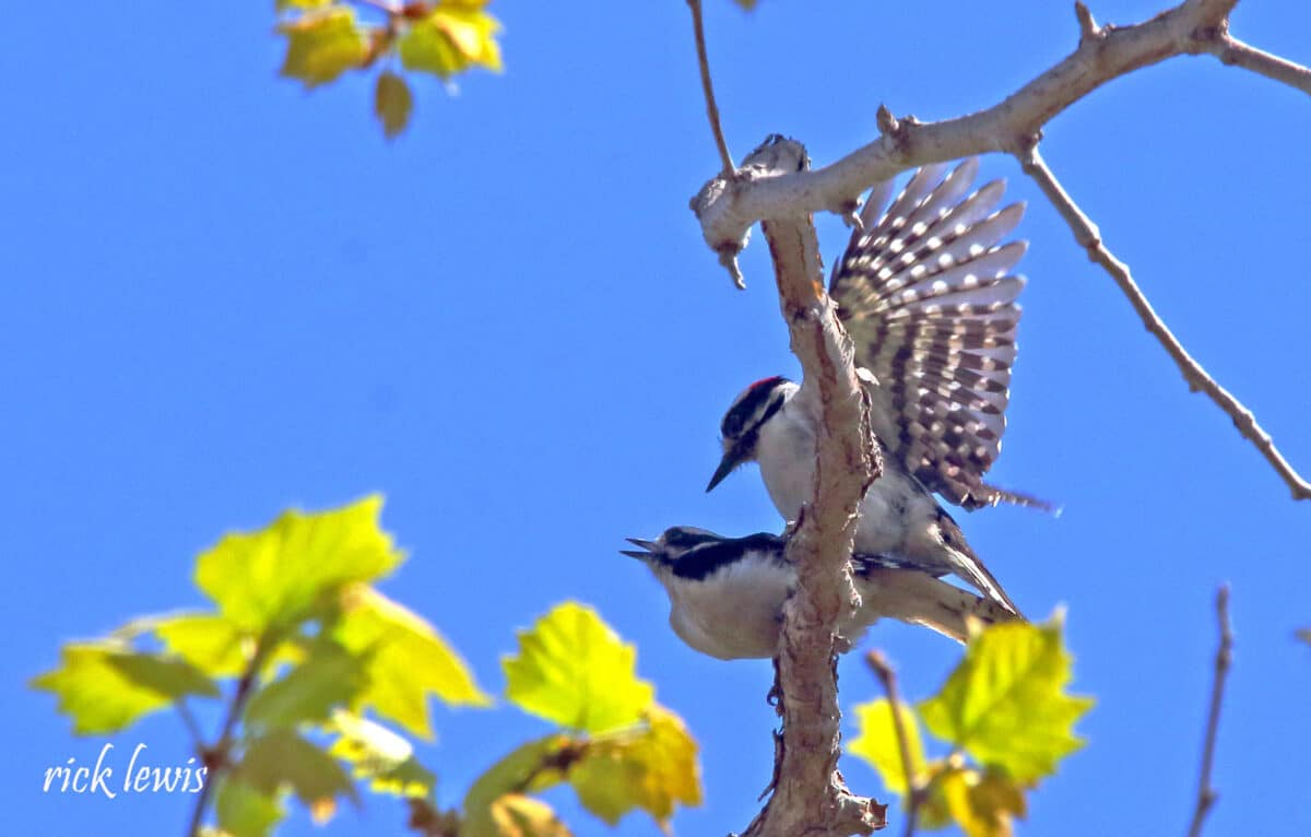 Alameda Post - in a tree, one bird sits atop another with its wings outstretched 