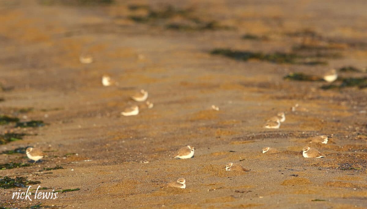 Alameda Post - snowy plovers rest in the sand