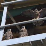 Alameda Post - three juvenile peregrine falcon chicks sit atop metal stairs or scaffolding. One of them spreads its wings while the other two look on