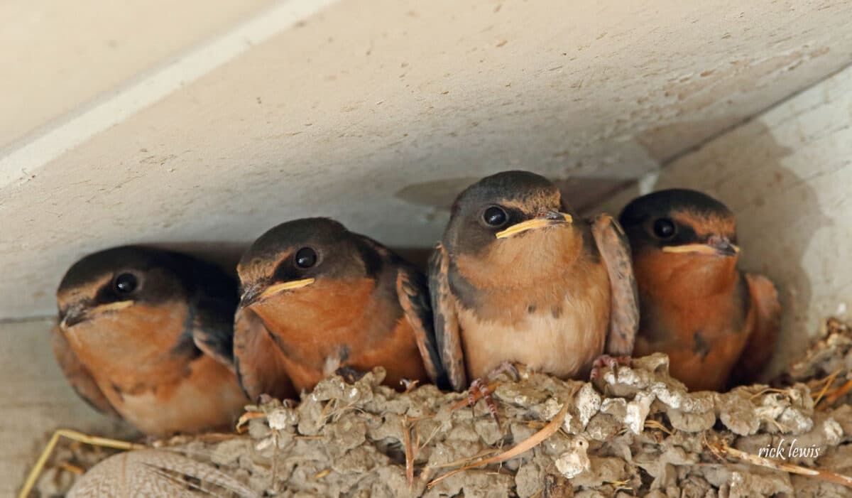 Alameda Post - four chicks in a nest