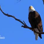 Alameda Post - a male bald Eagle named Cory sits on a branch with the background of a blue sky