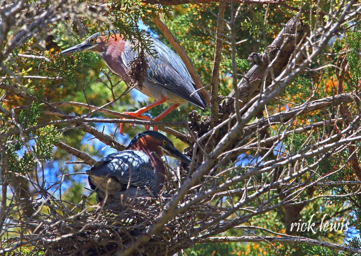Alameda Post - a pair of green herons sit in and near a nest of twigs in a tree