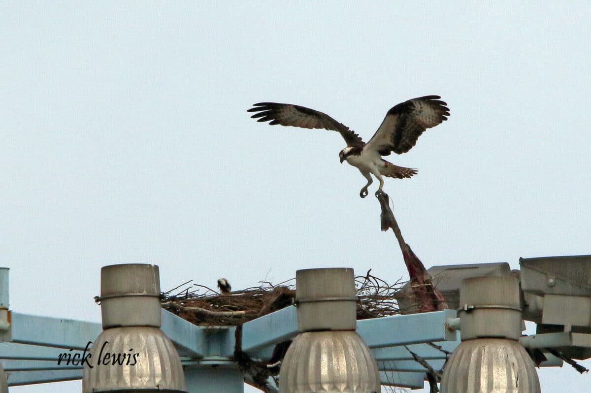 Alameda Post - An osprey carrying a rag.