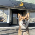 Alameda Post - Mouf the dog sits in front of Angela's Eatery.