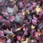Alameda Post - Bear's-Eye View of Alameda for January 14, 2024. Leaves