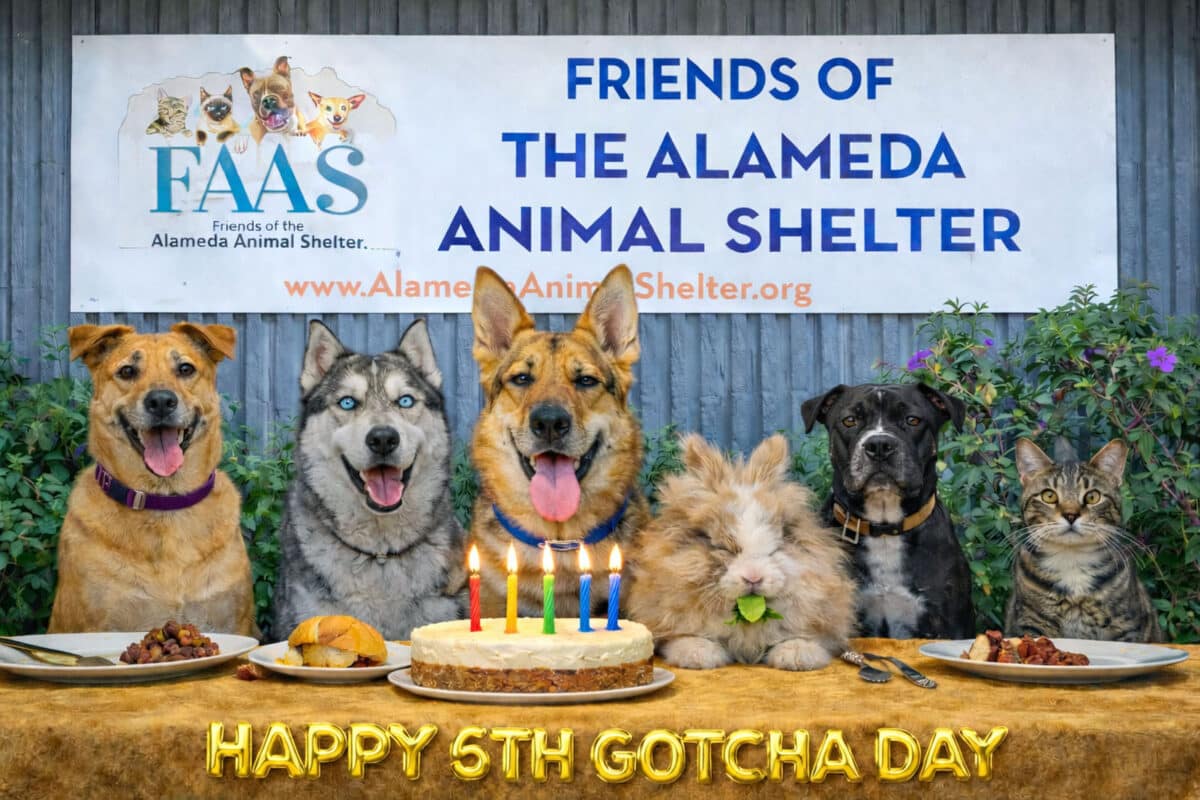 Alameda Post - A photoshopped or A.I. photo of Mouf sitting at a table with five other pets and celebrating his Gotcha Day in front of the animal shelter. 