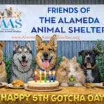 Alameda Post - A photoshopped or A.I. photo of Mouf sitting at a table with five other pets and celebrating his Gotcha Day in front of the animal shelter.