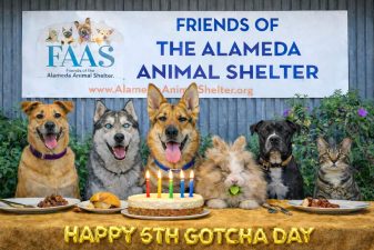 Alameda Post - A photoshopped or A.I. photo of Mouf sitting at a table with five other pets and celebrating his Gotcha Day in front of the animal shelter.