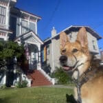 Alameda Post - Mouf the dog in front of a house flying a Pride flag