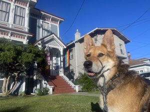 Alameda Post - Mouf the dog in front of a house flying a Pride flag
