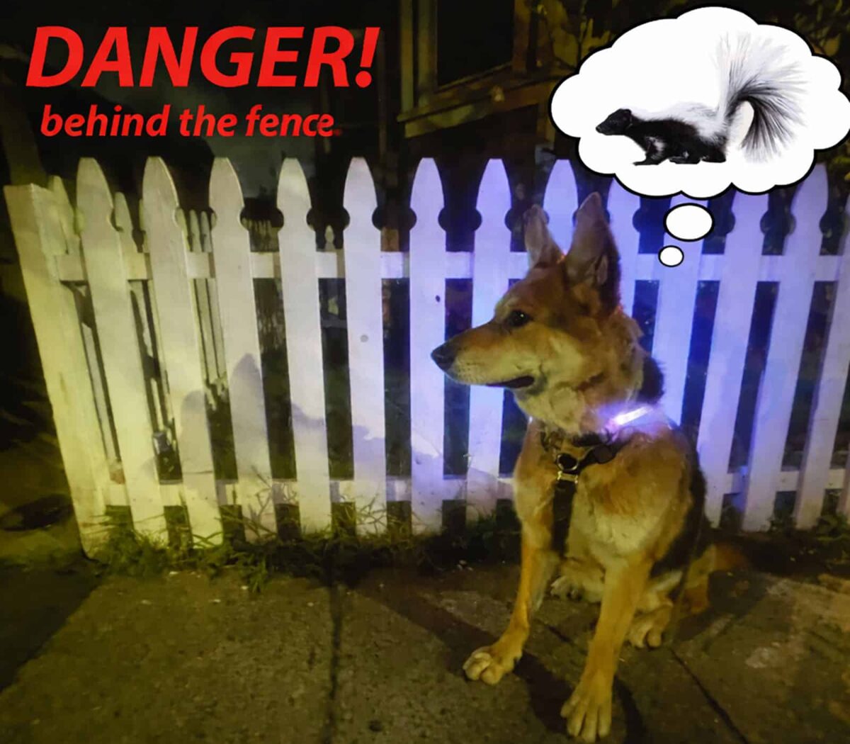Alameda Post - Mouf the dog sits in front of a 3 foot high white picket fence thinking about a skunk
