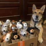Alameda Post - Mouf the Roving Reporter dog sits next to a box full of goodie bags