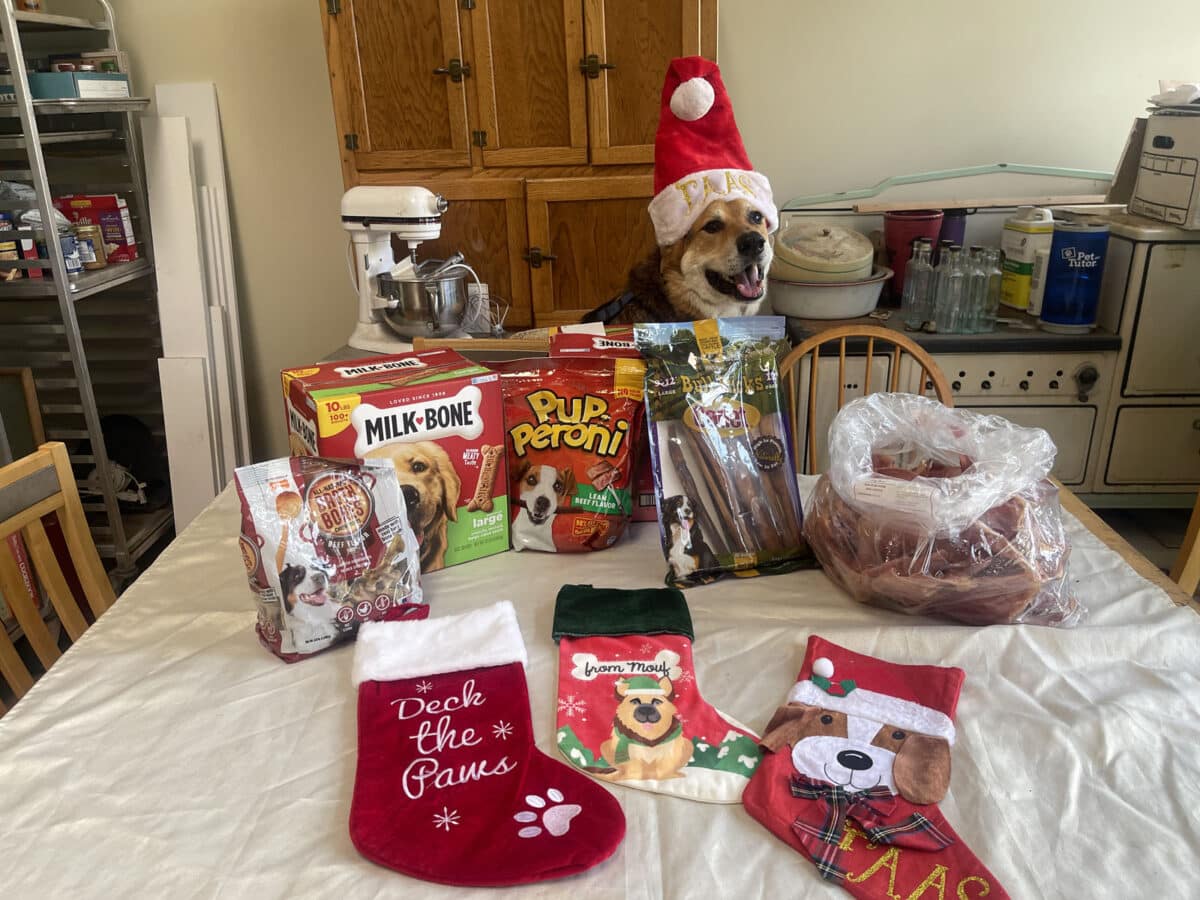 Alameda Post - Mouf sits in front of a table full of Christmas goodie bags in the making for shelter pets. 