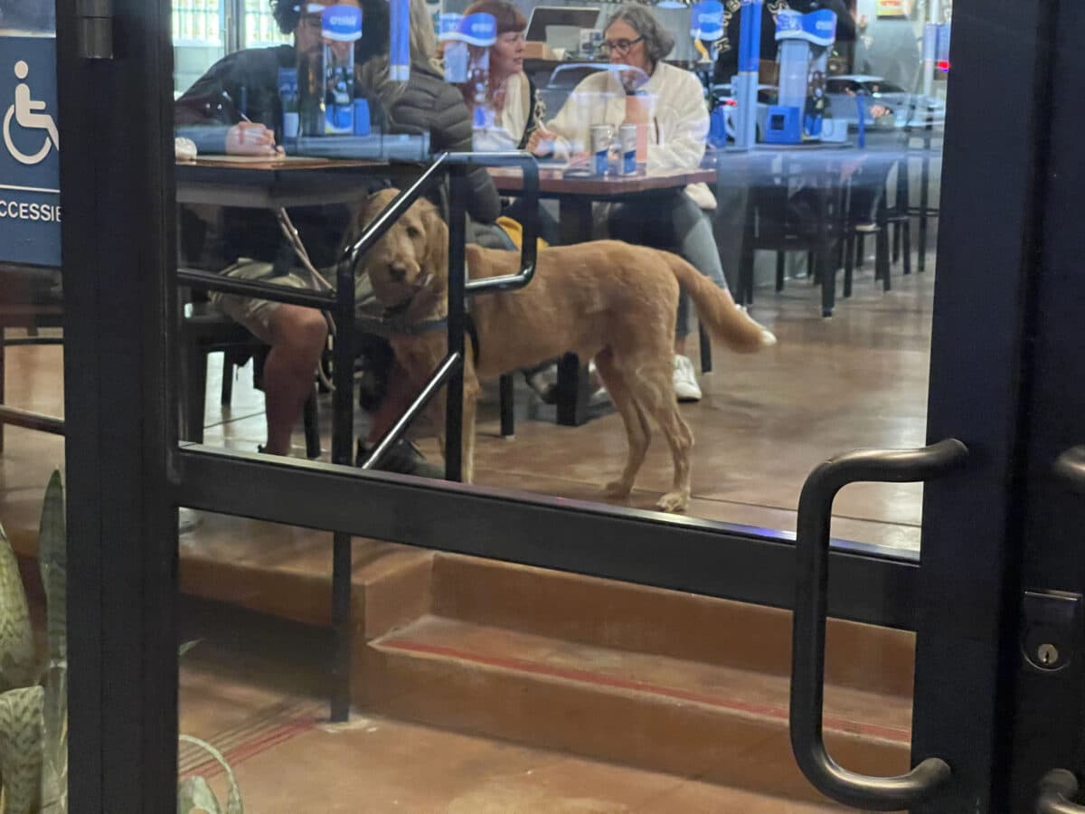 Alameda Post - A photo taken from the outside of a restaurant looking in, where a dog is standing inside.