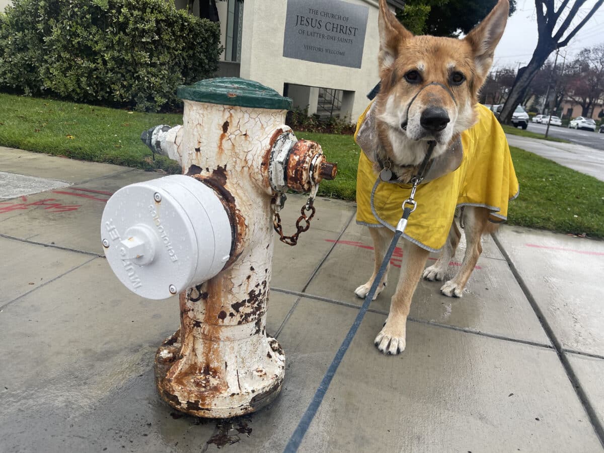 Alameda Post - A photo of Mouf next to a fire hydrant. 