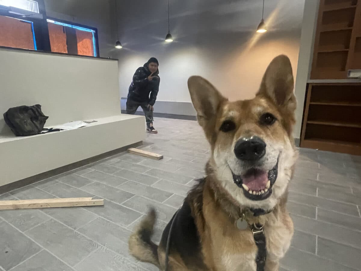 Alameda Post - Mouf the dogs sits in in a room under renovation 